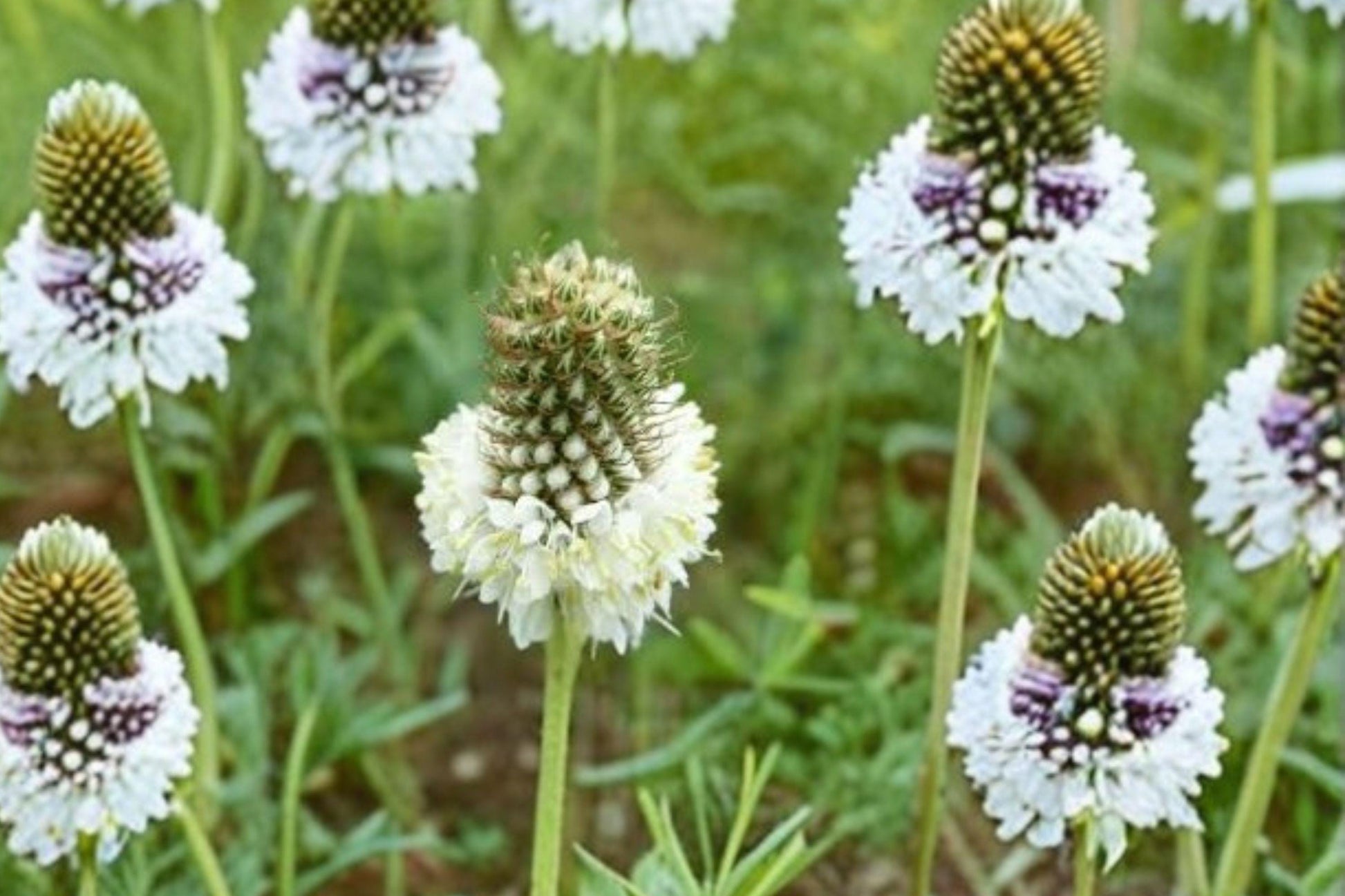 White Prairie Clover Seeds – Native Legume, Pollinator Plant, Dalea candida, Prairie Wildflower, 100 Seeds