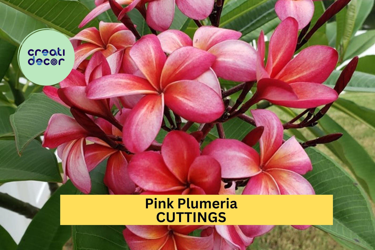 Pink Plumeria Cutting 10" – Fresh Unrooted Tropical Flower Starter with Fragrant Pink Blooms