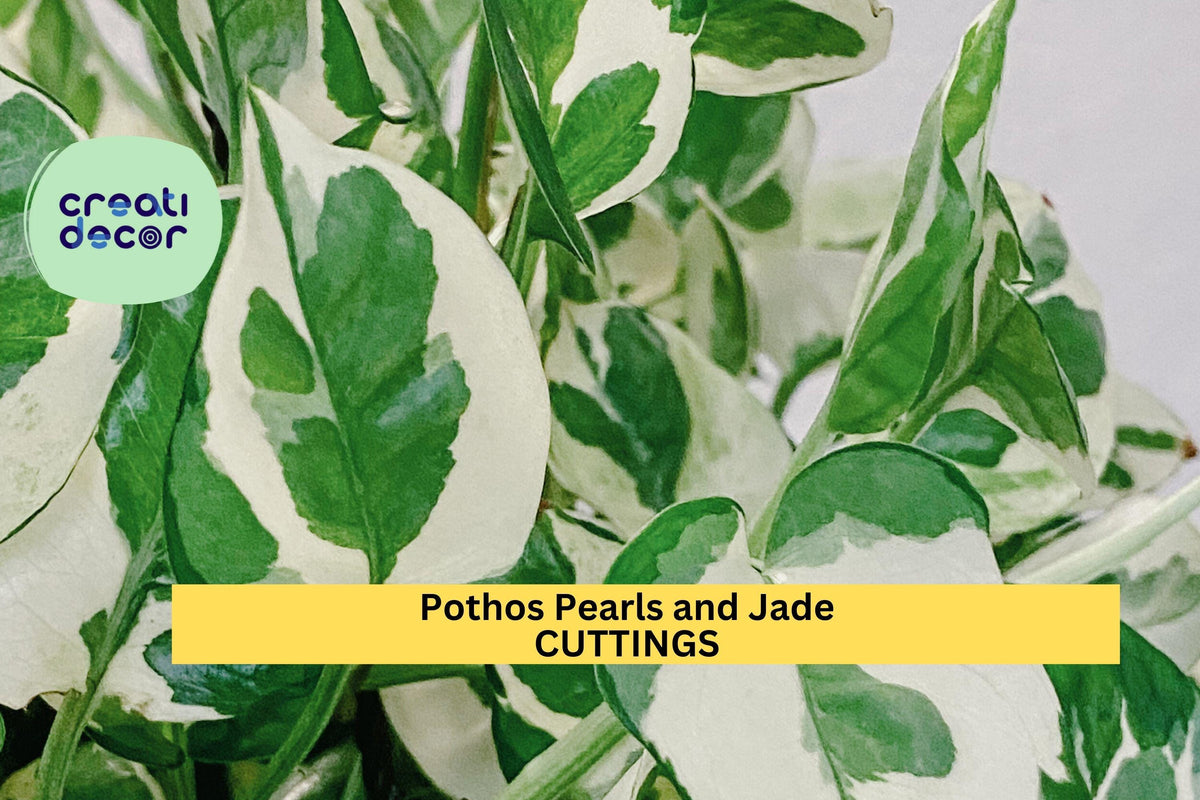 Pothos Pearls and Jade Cuttings - 3 Unrooted Variegated Devil’s Ivy Indoor Vining Houseplant