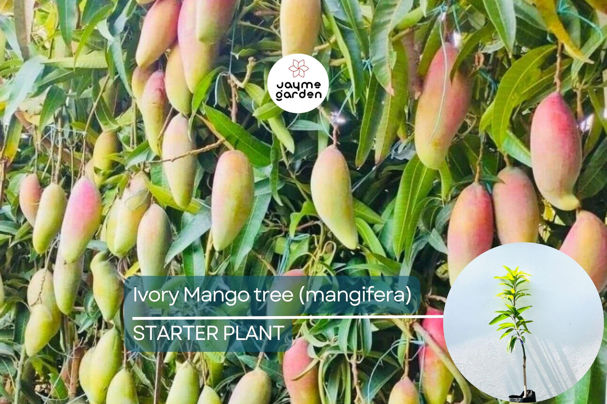 Grafted Ivory Mango Tree 3'-4' | Fiberless Sweet Fruit | Mangifera spp. | Container-Friendly Tropical Fruit Plant