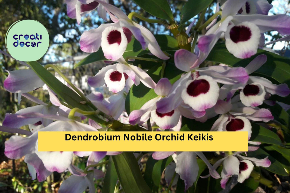Dendrobium Nobile Orchid Keikis - Live Baby Plants, Fragrant Pink, White, Lavender Blooms, Dendrobium nobile, Easy to Root