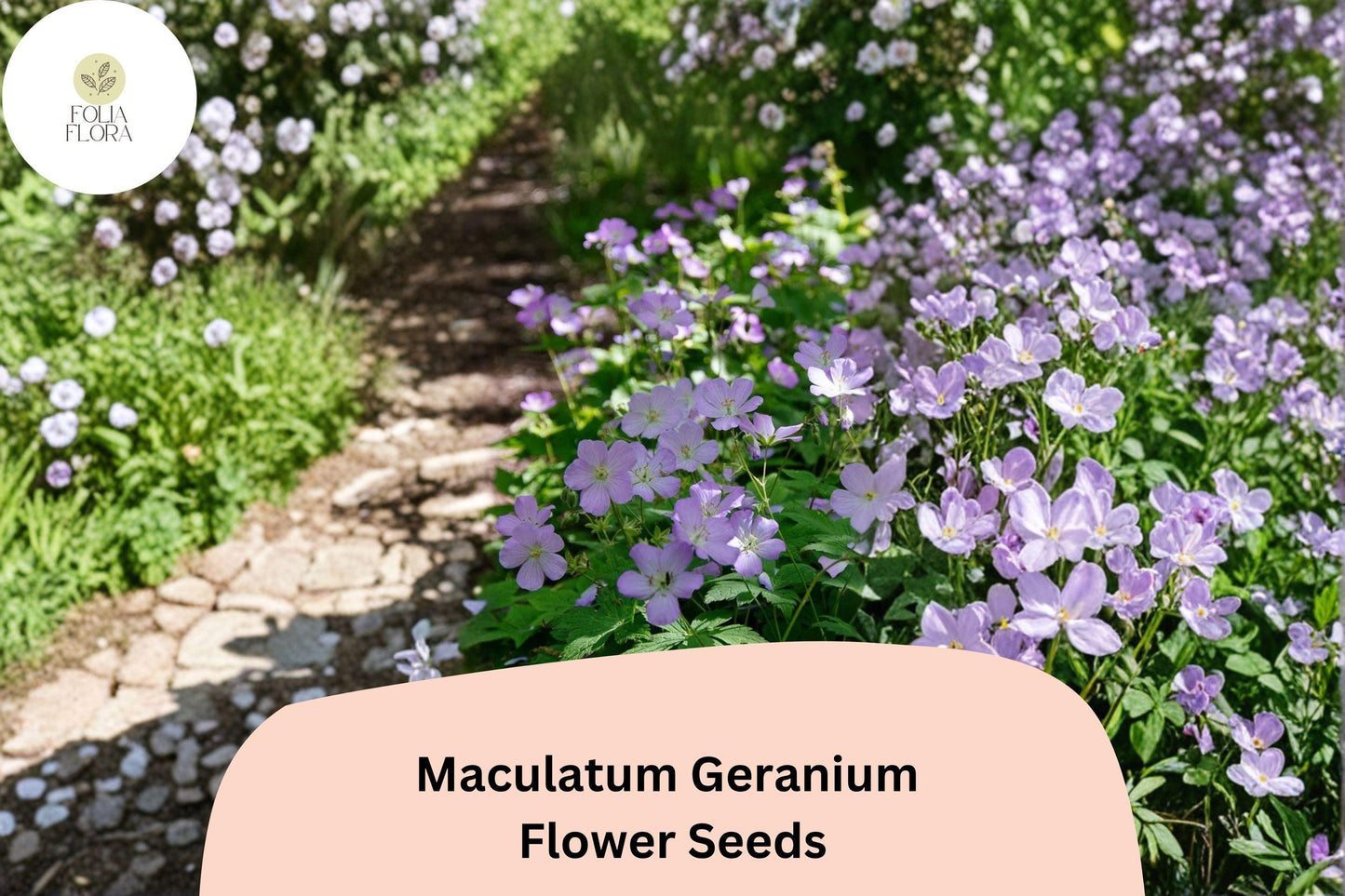 25+ Maculatum Geranium Seeds – Hardy Perennial with Purple Flowers for Garden Beds & Containers