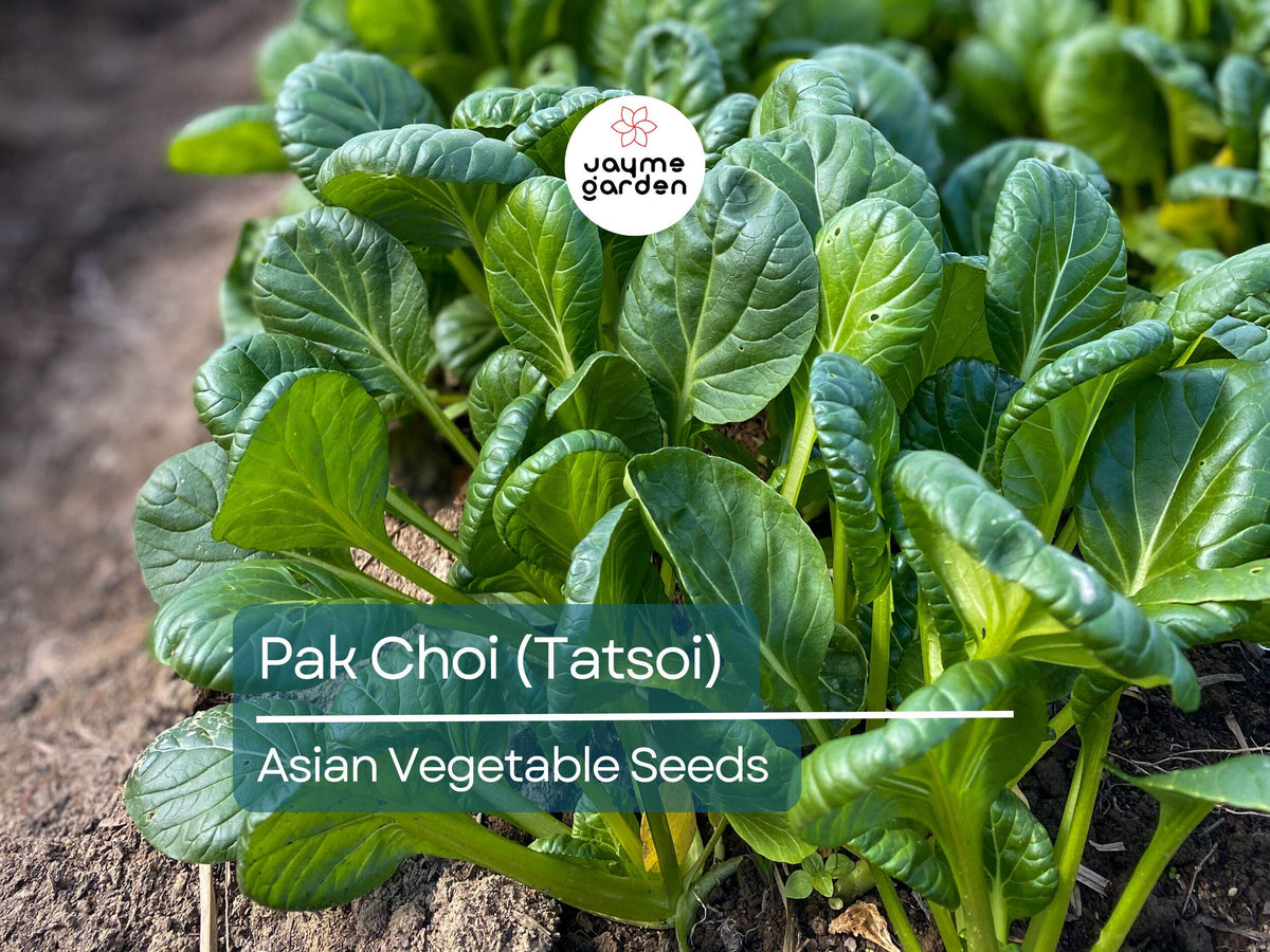 Pak Choi Seeds 500mg - Tatsoi Heirloom Non-GMO Asian Greens for Stir-Fries & Salads - Brassica rapa var. narinosa