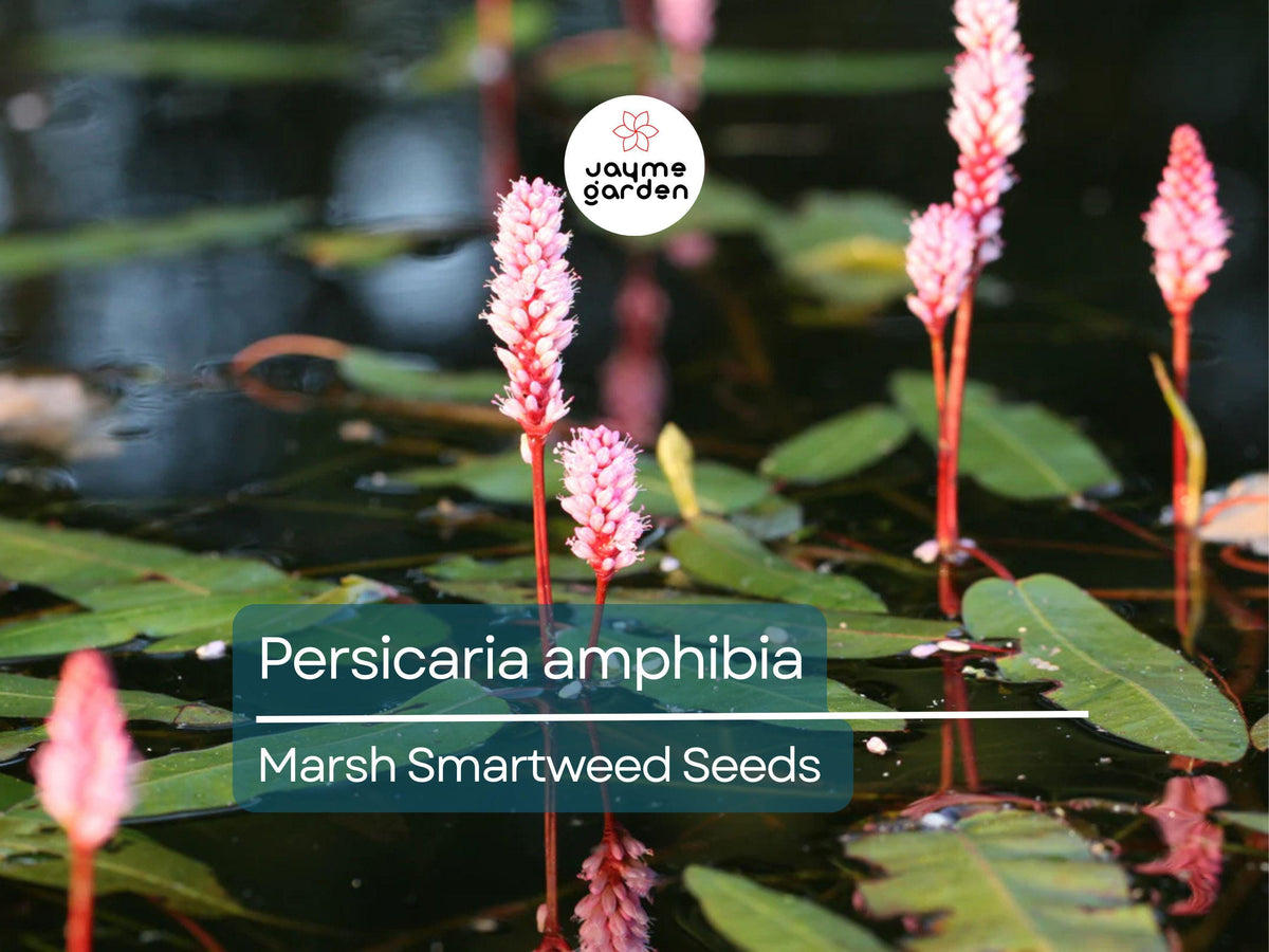 50 Seeds Persicaria Amphibia | Marsh Smartweed | Aquatic Perennial | Pollinator-Friendly | Wildlife Habitat Plant