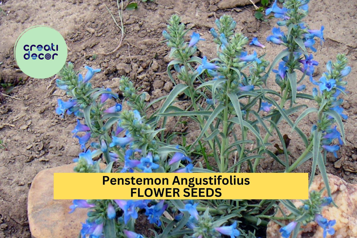 100mg Penstemon angustifolius Seeds - Narrowleaf Penstemon - Blue Violet Flowers for Dry Gardens & Pollinator Beds