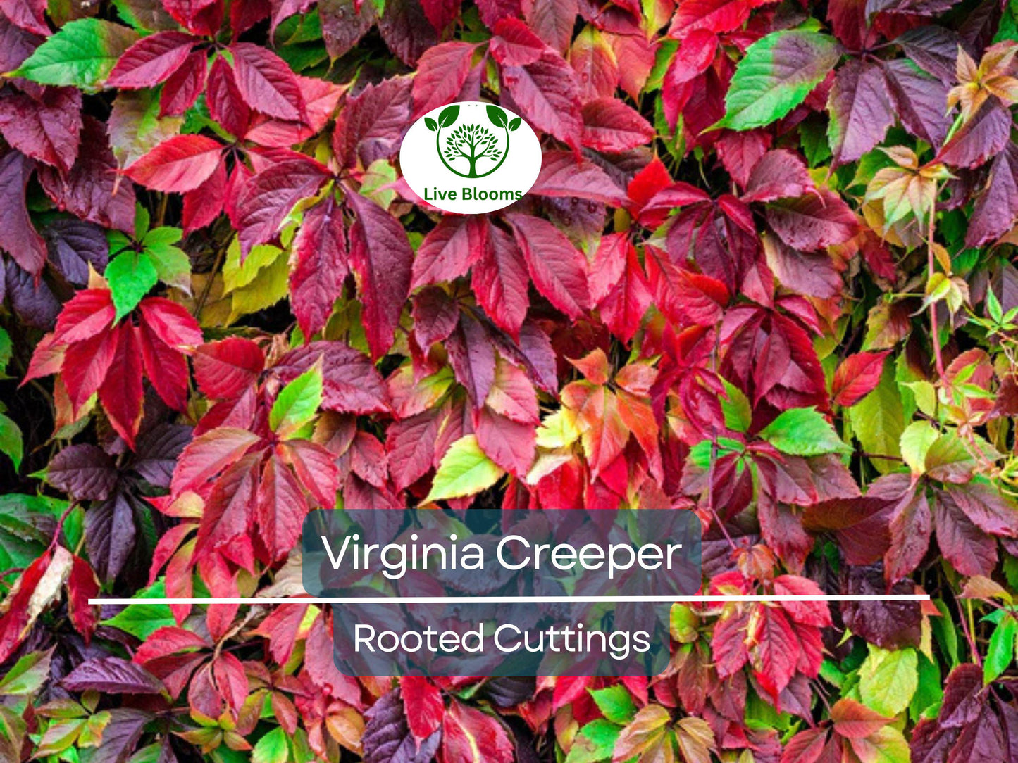 Virginia Creeper Perennial Rooted Cuttings 5"-8" - Hardy Fast-Growing Vine for Outdoor Gardens