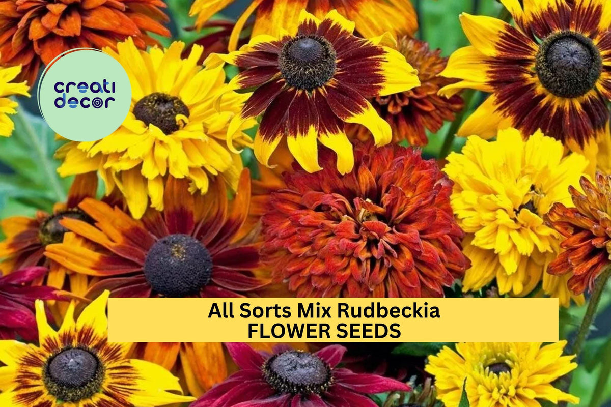 200+ All Sorts Mix Rudbeckia Seeds – Multi-Color Daisy-Like Annuals for Pollinator Gardens