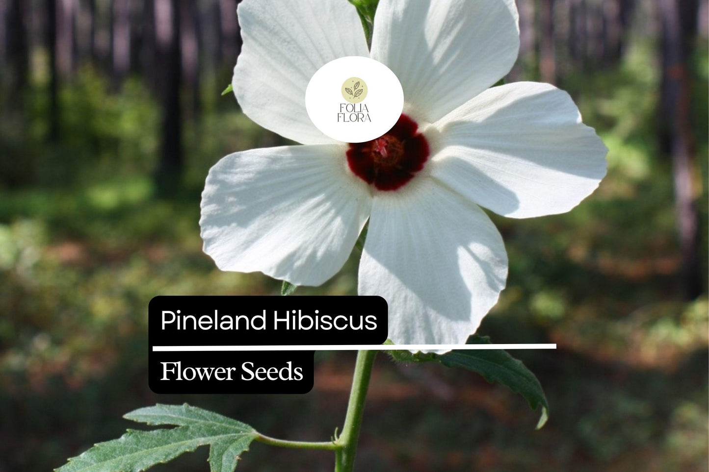 25 Seeds Pineland Hibiscus - Native Perennial Yellow Wildflower, Pollinator-Friendly, Hardy Garden Plant