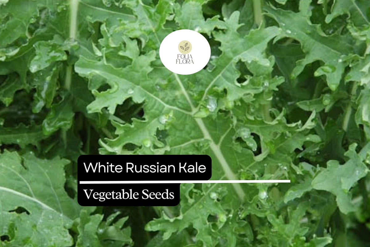White Russian Kale Seeds - 200 Count - Frost-Hardy, Tender, Mild Flavor - Brassica napus - Ideal for Winter Gardens