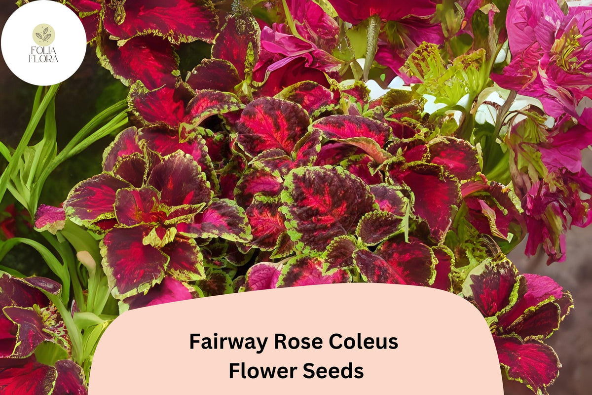 25+ Fairway Rose Coleus Seeds | Compact Shade Annual with Vibrant Pink Red Foliage
