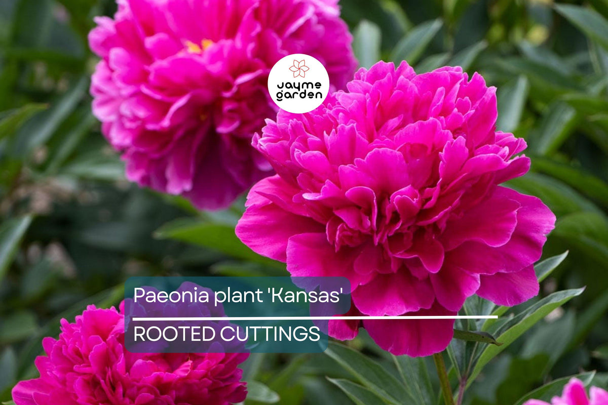 Peony Bare Roots 3-5 Eyes Red Double Blooms Paeonia lactiflora 'Kansas' APS Gold Medal Winner Easy to Grow