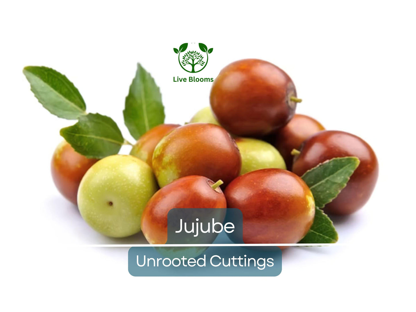 5pcs Jujube Unrooted Cuttings - Grow Edible Ziziphus jujuba Fruit Trees for Garden & Orchard