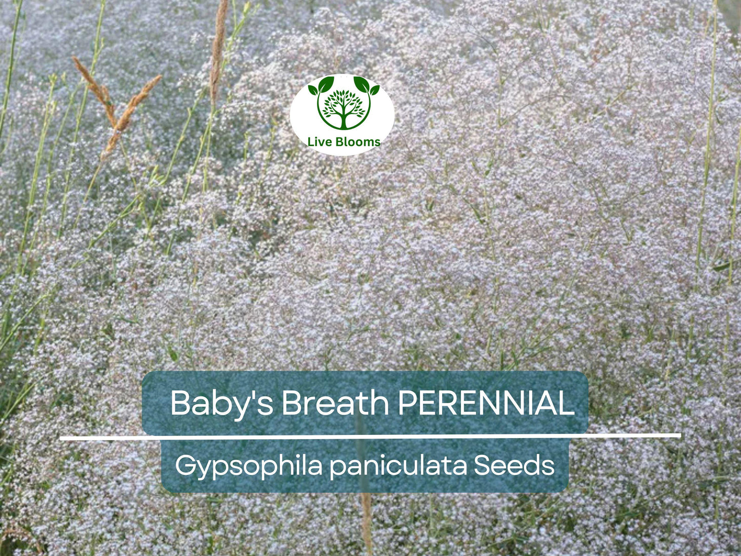 200 Seeds Baby's Breath Perennial Gypsophila paniculata - Fragrant White Flowers, Pollinator-Friendly