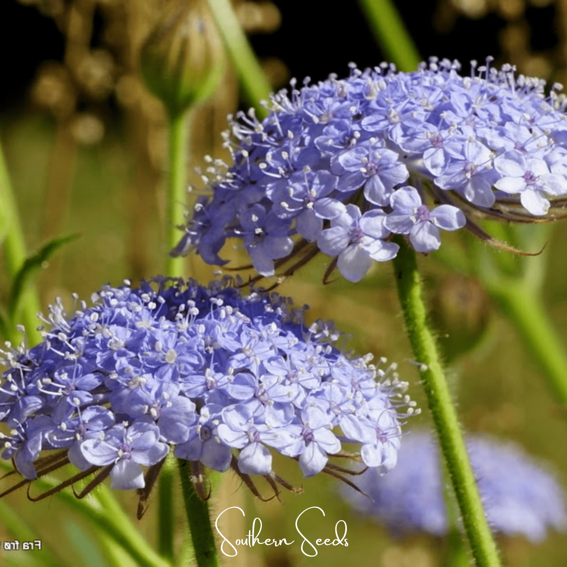 Blue Lace Flower Seeds - Didiscus caeruleus Heirloom Annual for Bouquets & Pollinators
