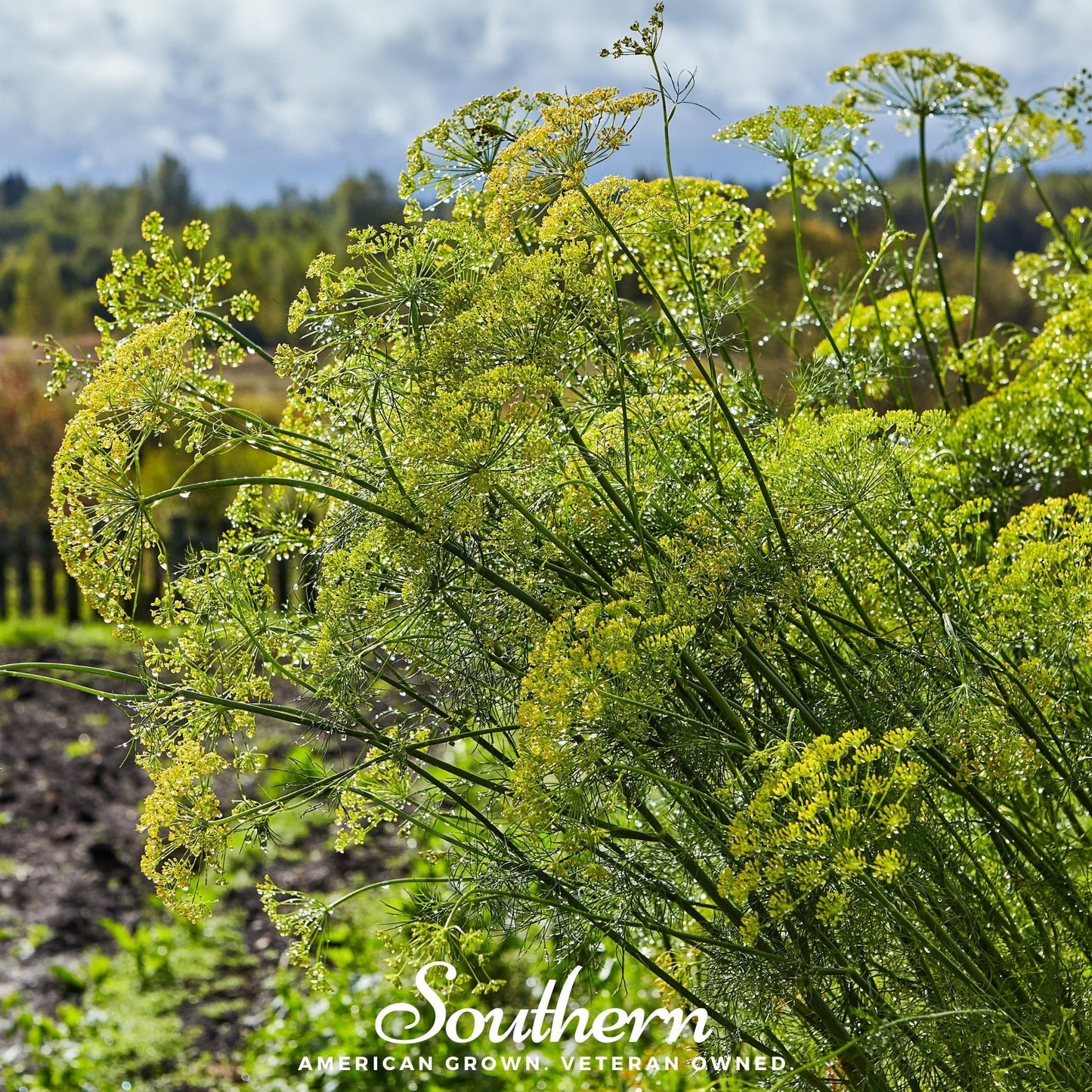 Mammoth Long Island Dill Seeds – Heirloom, Non-GMO, Pickling Dill, Culinary Herb, Anethum graveolens, 100 Seeds