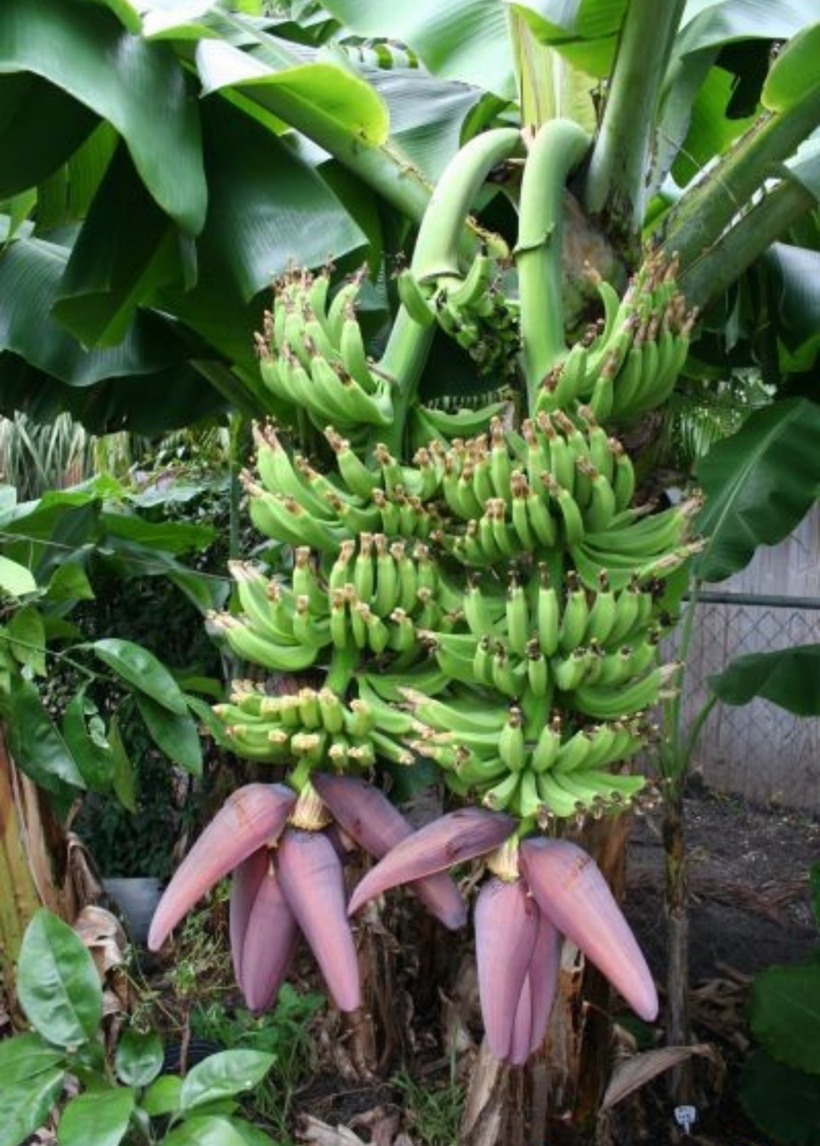 Dwarf Banana Tree Double Mahoi Musa acuminata Compact Tropical Fruit Plant