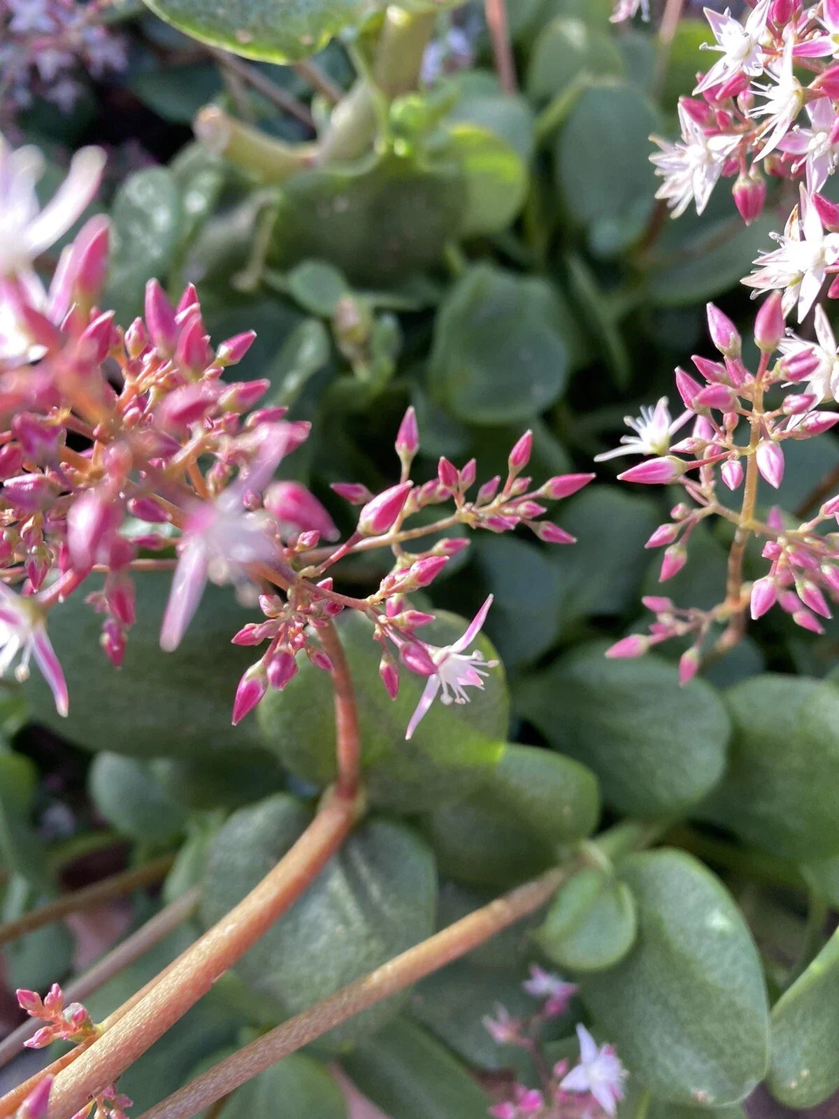 Crassula multicava Fairy Crassula Succulent Cuttings – 5 Drought-Tolerant Ground Cover Stems, Zone 9-11