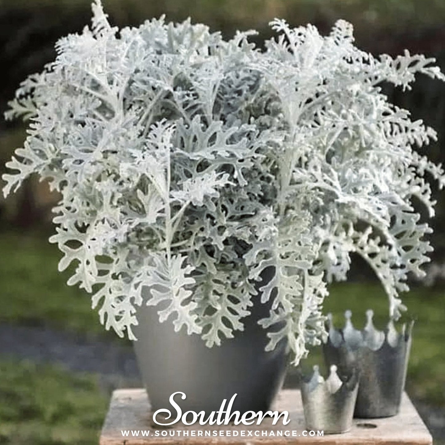 Dusty Miller Seeds - Silverdust Jacobaea maritima - Silvery Gray Foliage, Heirloom, Drought Tolerant, Low Maintenance, 200 Seeds