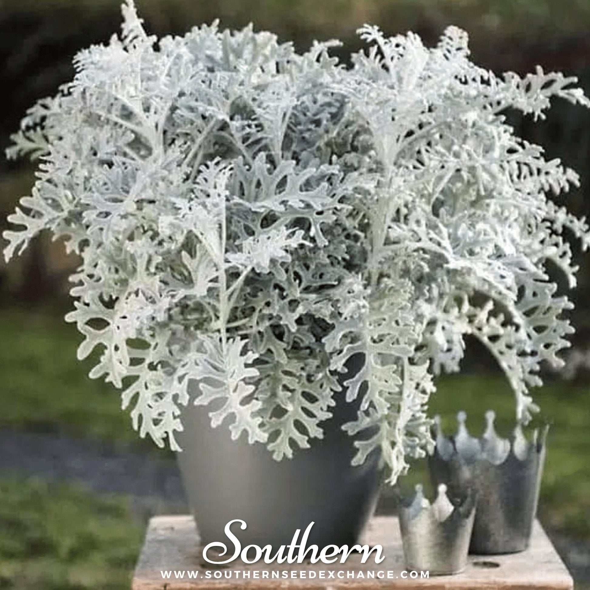 Dusty Miller Seeds - Silverdust Jacobaea maritima - Silvery Gray Foliage, Heirloom, Drought Tolerant, Low Maintenance, 200 Seeds