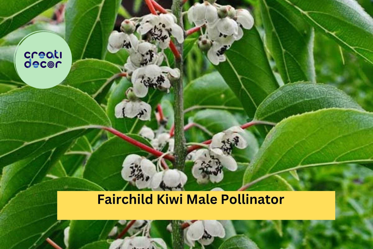 Fairchild Kiwi Male Pollinator Plant - Actinidia arguta - Live Rooted Starter - Hardy Vine for Fruit Garden Zones 4-8