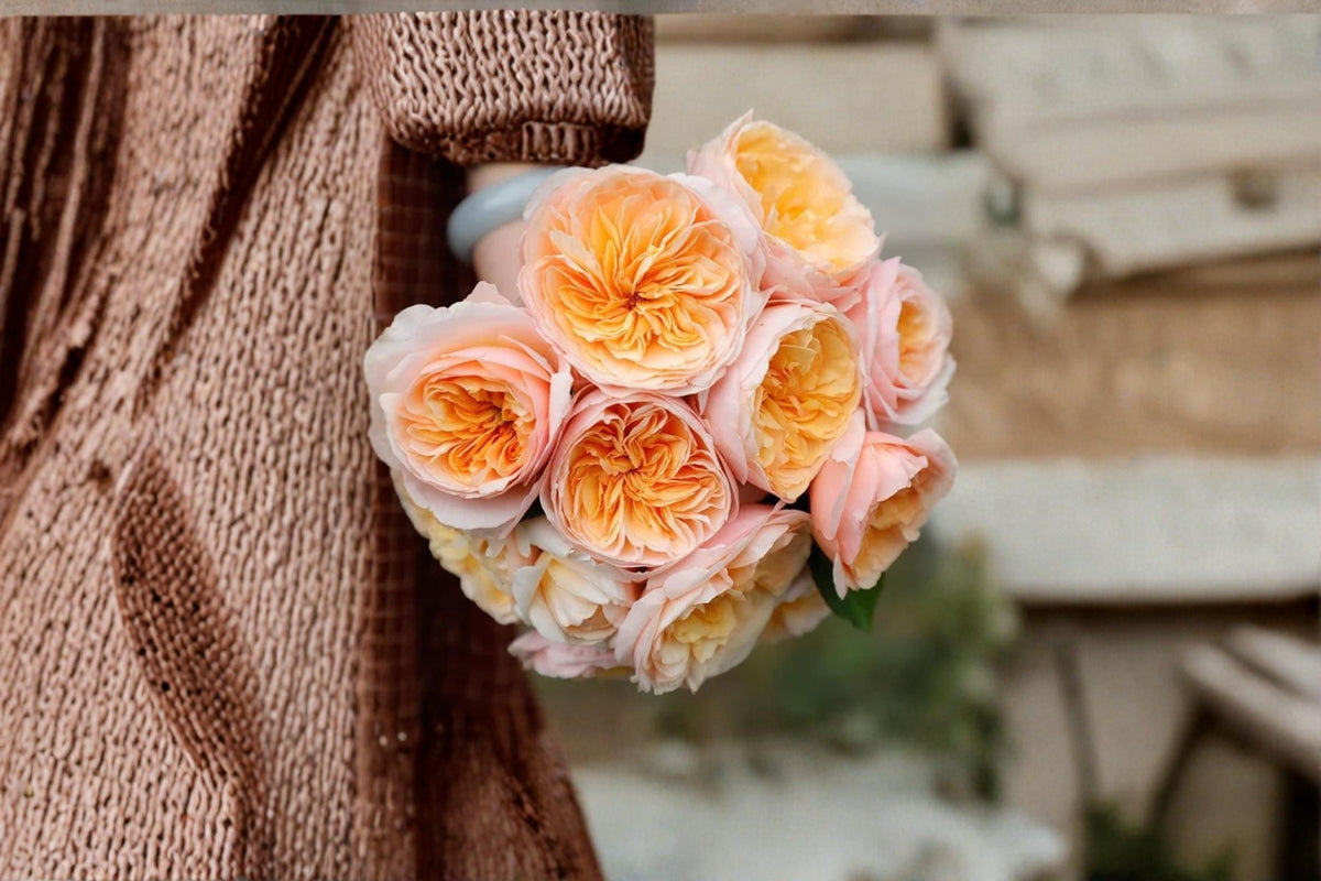 Juliet Rose Seeds - 8 Apricot Bloom Flower Seeds (Rosa spp.) for Garden Planting, Ornamental Shrubs, Perennial Flowers