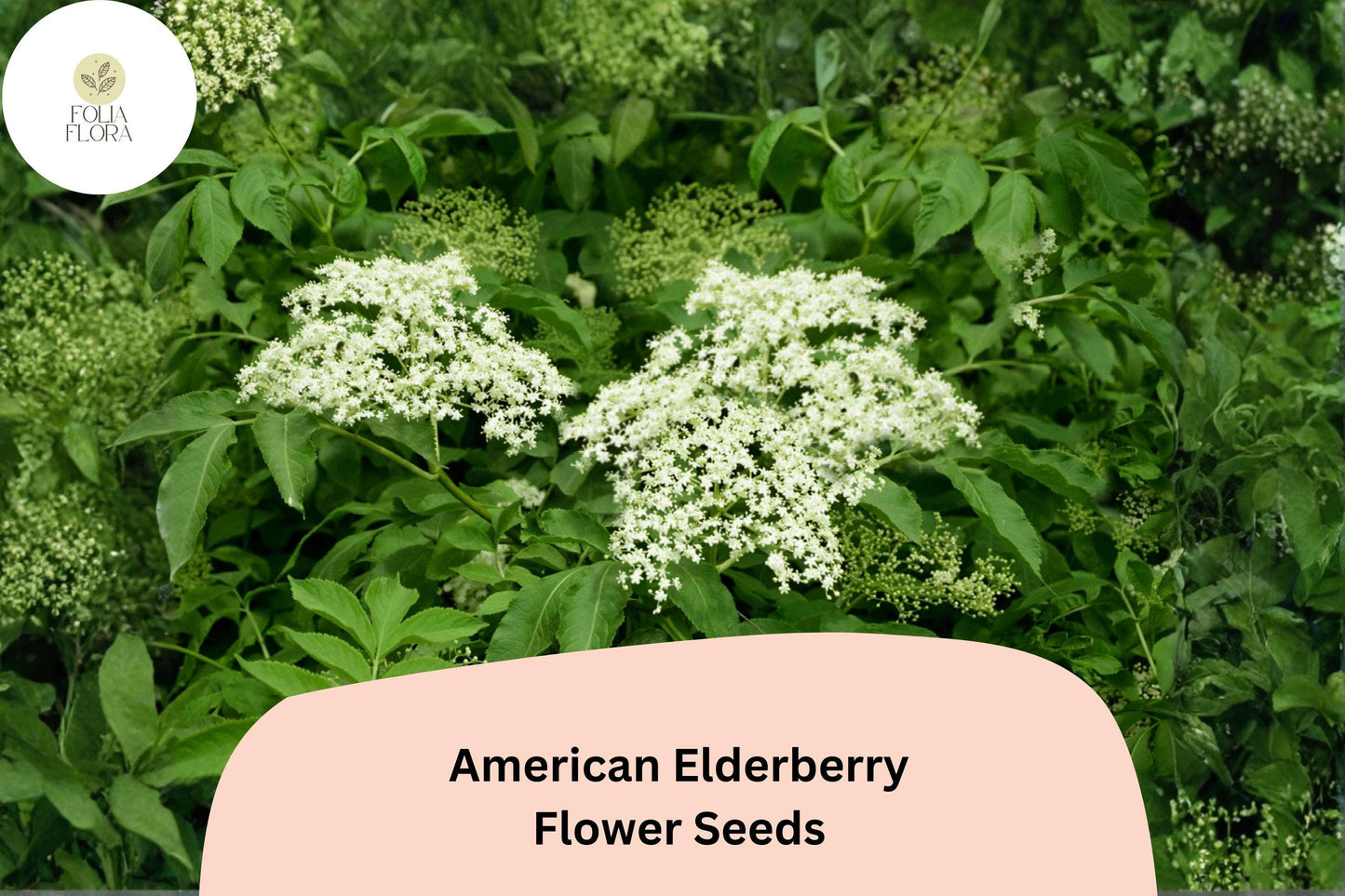 American Elderberry Seeds – 50 Sambucus canadensis Native Shrubs for Wildlife Gardens & Landscapes