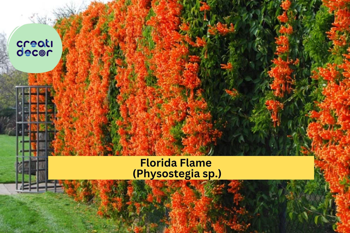 Florida Flame Physostegia Vine Starter Plant - Hummingbird Favorite, Bright Orange-Red Blooms, Physostegia sp. - Pollinator Garden Essential