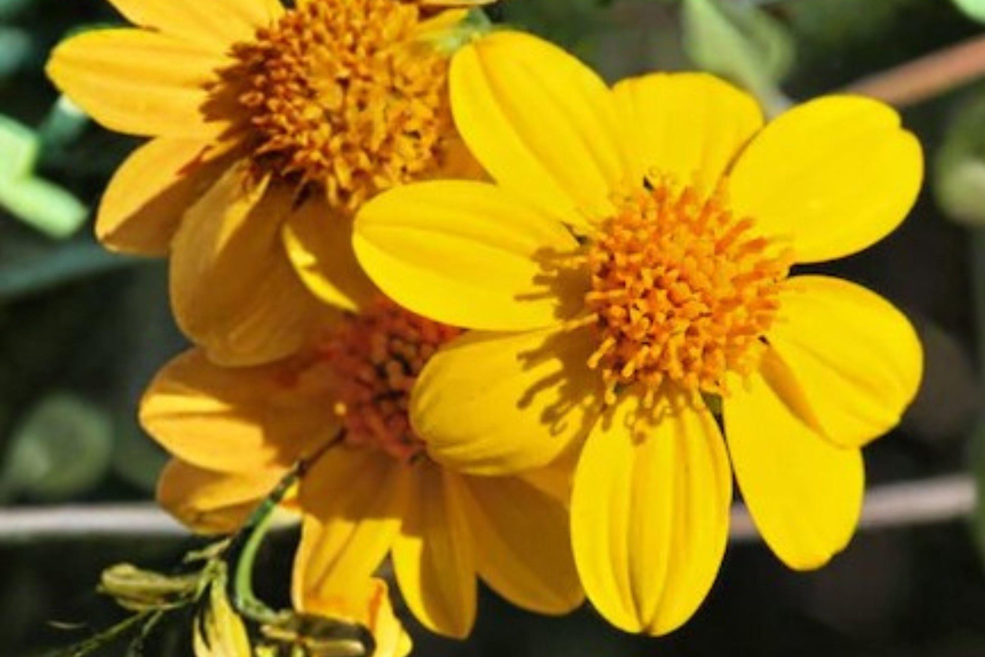 Yellowray Goldfields Seeds – Native Annual Wildflower – Bright Yellow Daisy-Like Flowers – Lasthenia glabrata