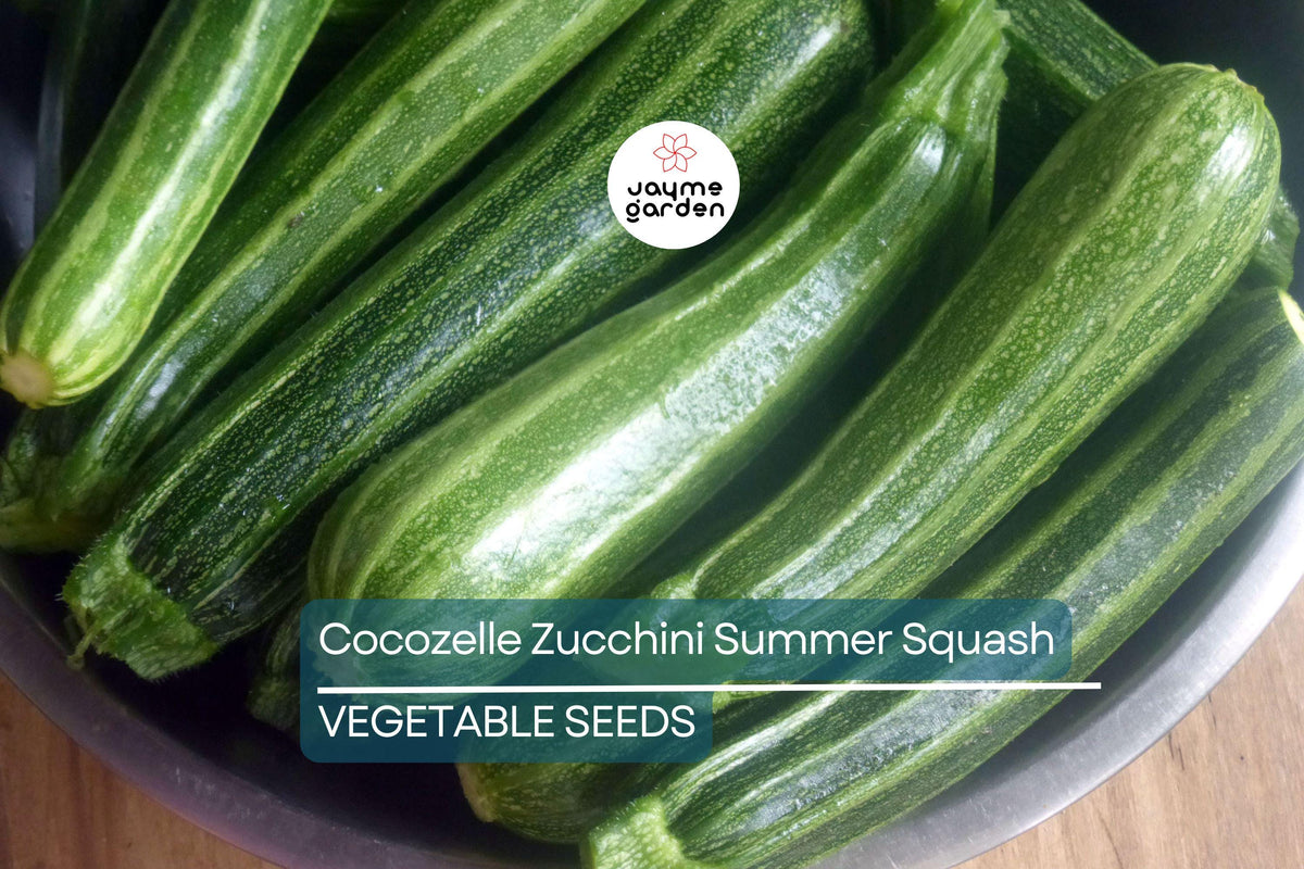 Cocozelle Zucchini Seeds - 50 Heirloom Non-GMO Italian Summer Squash Seeds (Cucurbita pepo) - High Yield, Easy to Grow
