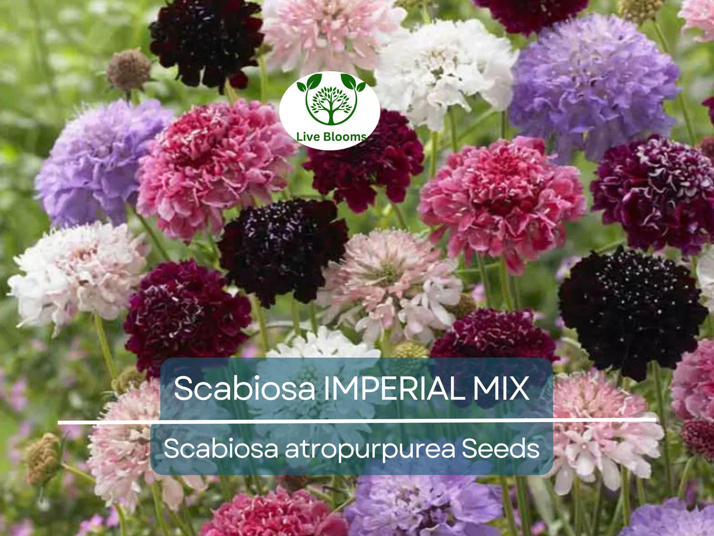 200 Seeds Scabiosa IMPERIAL MIX - Tall Double Pincushion Flowers, Non-GMO, Ideal for Cut Flowers & Dried Arrangements