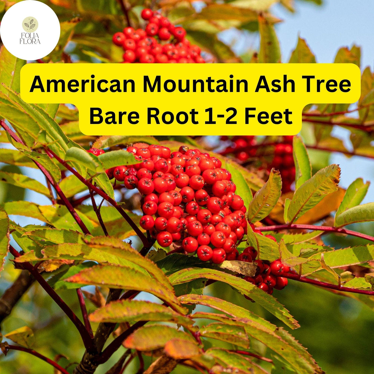 American Mountain Ash Trees 2-Pack - 1-2 Feet Live Bare Root - Sorbus americana - Ornamental with White Flowers & Red Berries