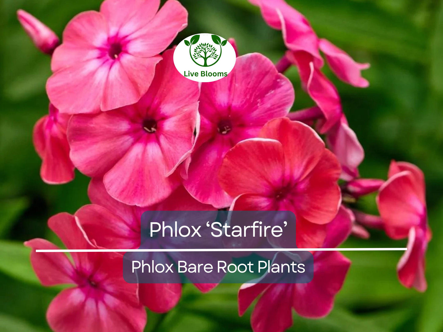 Phlox ‘Starfire’ Live Bare Root Plant - Bright Red Summer Flowers, Pollinator-Friendly Perennial