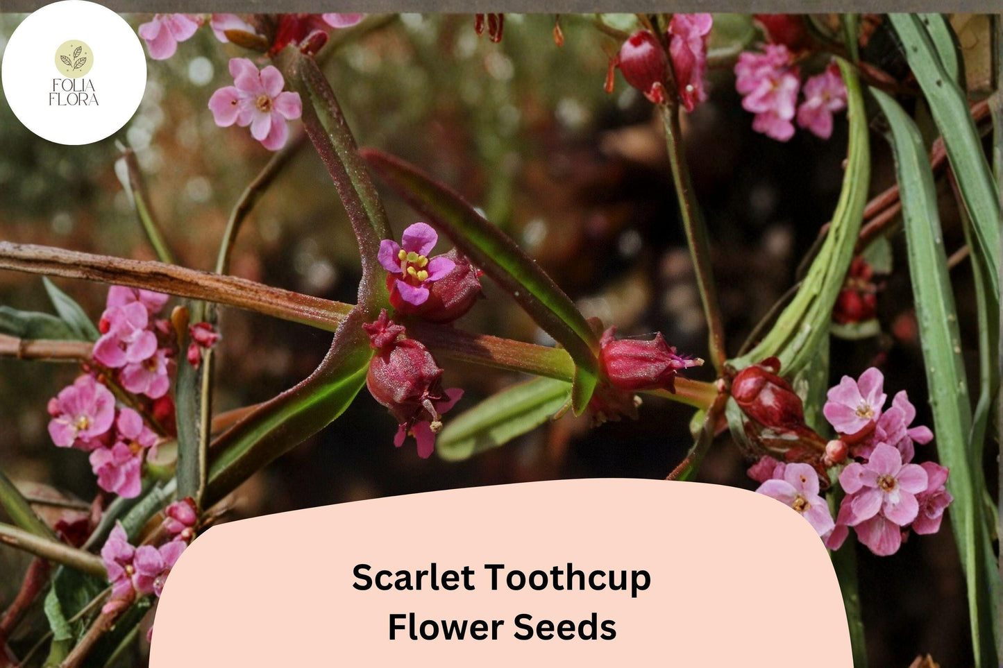 1000 Scarlet Toothcup Seeds | Rotala ramosior Native Wetland Wildflower for Pond Edges & Rain Gardens
