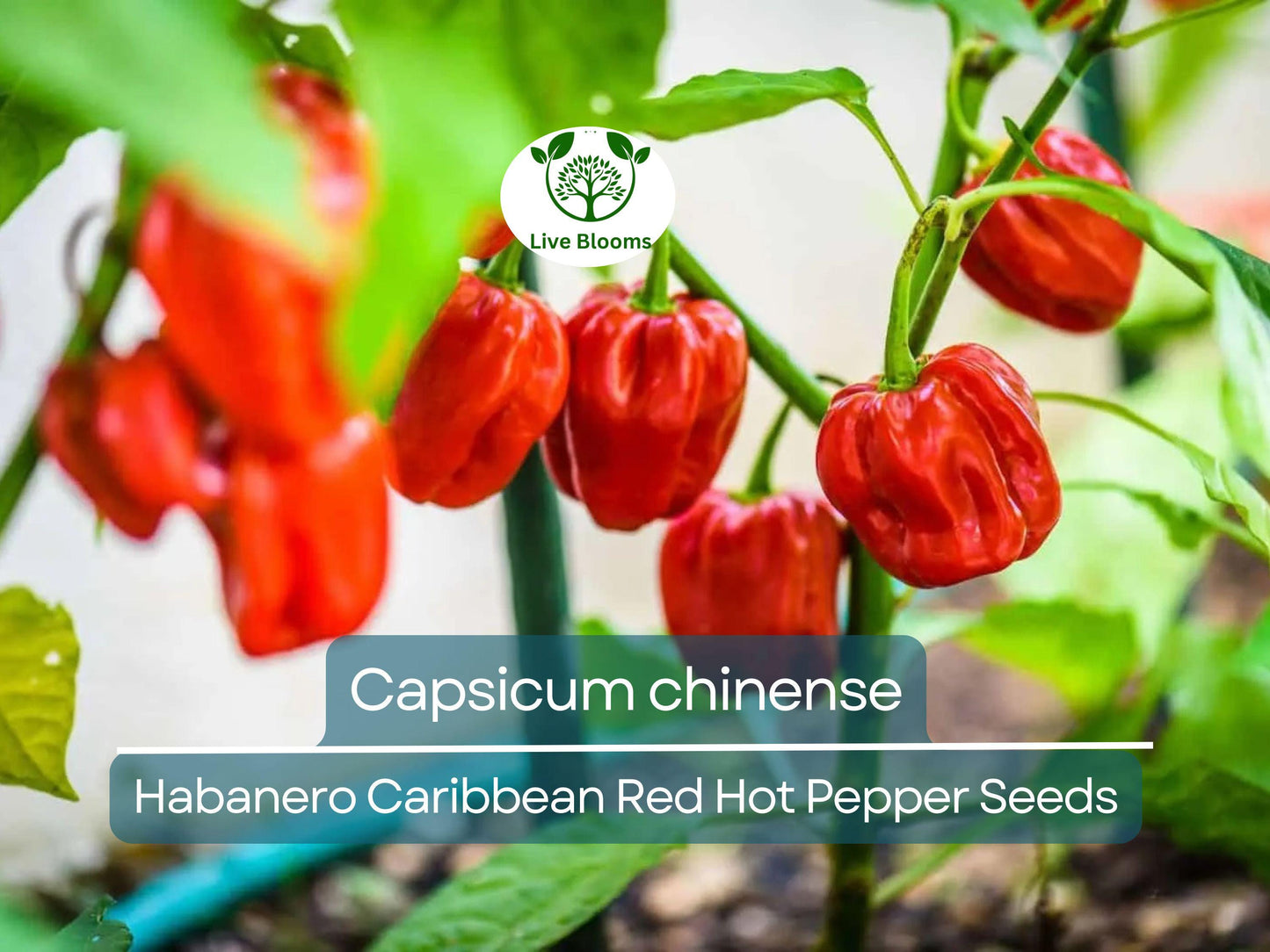 250 mg Habanero Caribbean Red Hot Pepper Seeds - Heirloom Capsicum chinense for Spicy Gardens & Cooking
