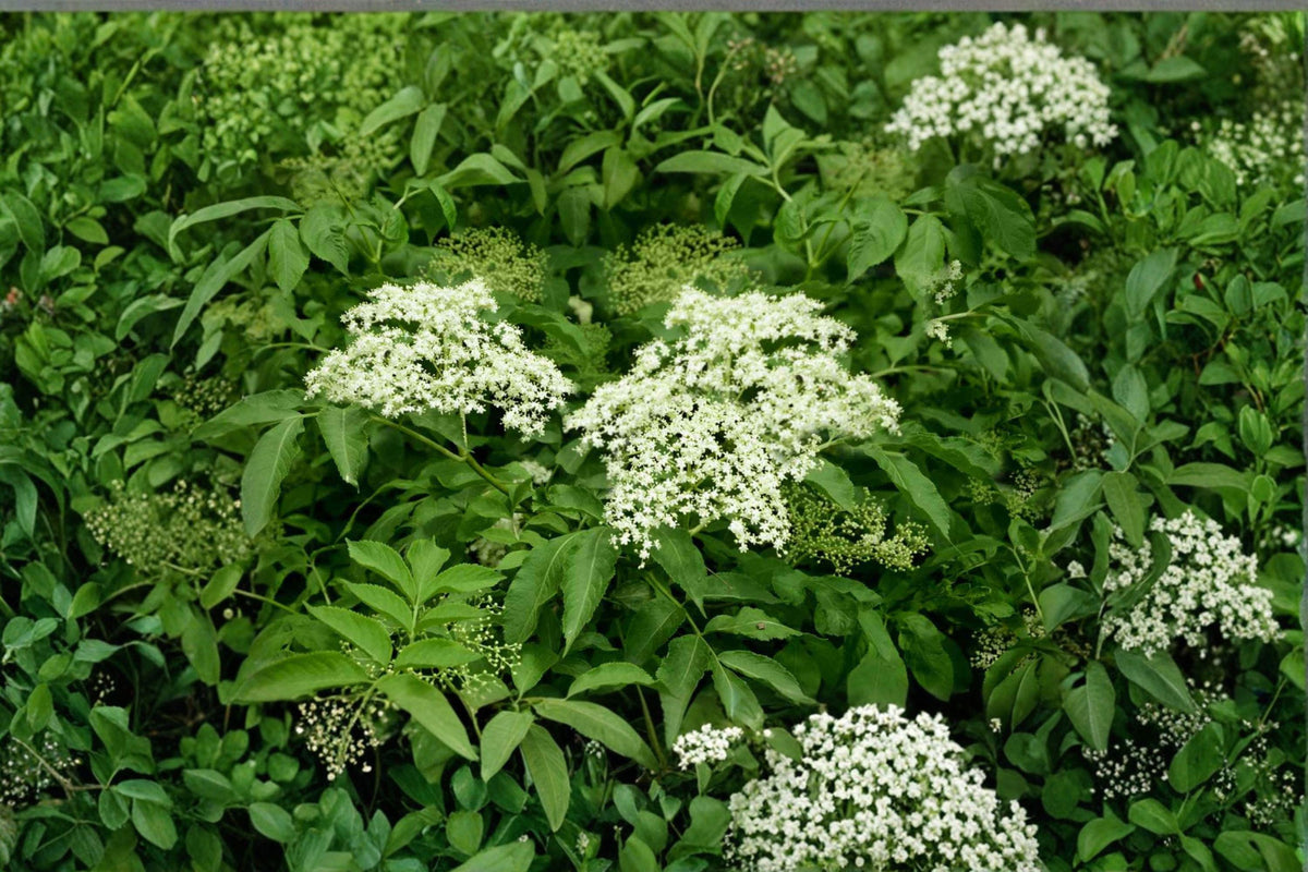 American Elderberry Seeds - 50 Seeds - Sambucus canadensis - Native Berry Shrub for Pollinator & Wildlife Gardens