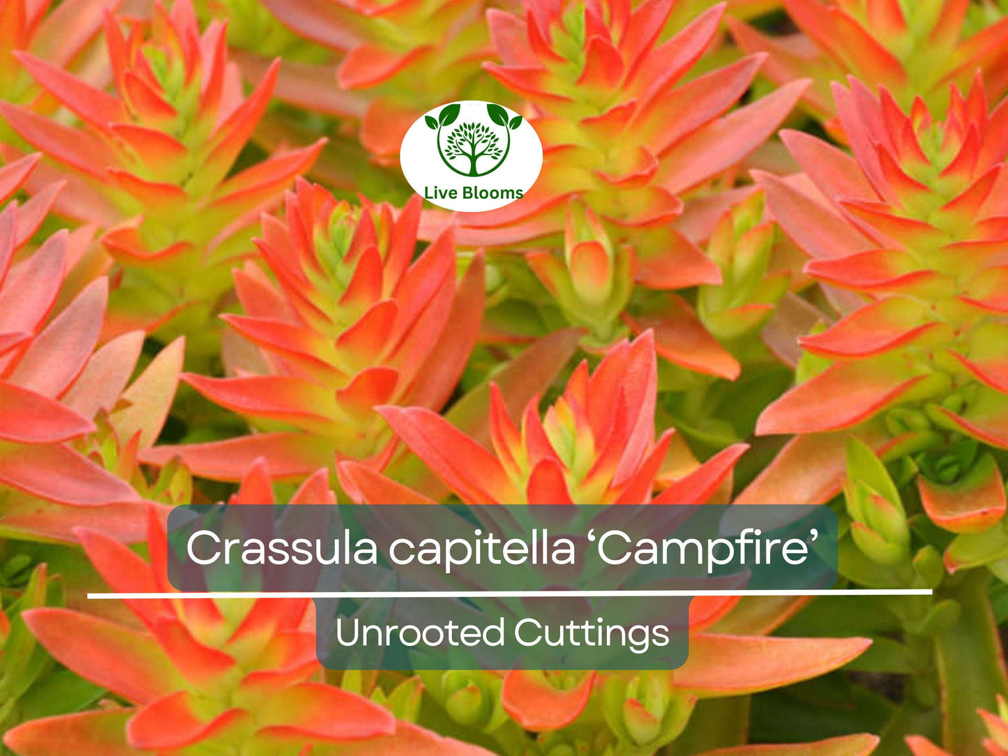 3 Crassula capitella Campfire Succulent Cuttings - Vibrant Red & Green Unrooted Jade Plant for Easy Propagation