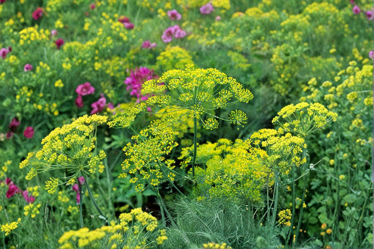 Dill Seeds - 700 Heirloom Bouquet Seeds - Aromatic Anethum graveolens - Perfect for Pickling & Fresh Use in Gardens