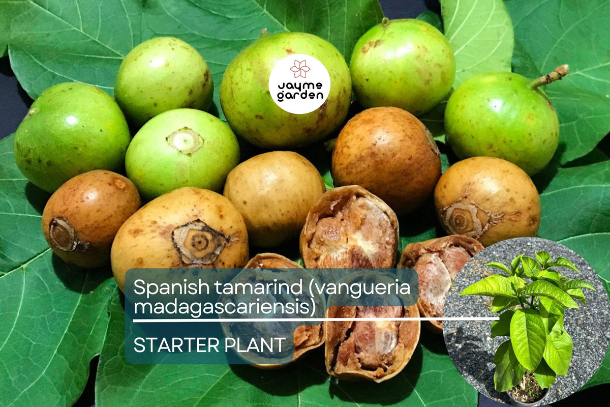 Spanish Tamarind Tree, Live Starter Plant 12"-24", Ornamental & Fruiting, Vangueria madagascariensis, Exotic Tropical Garden Plant