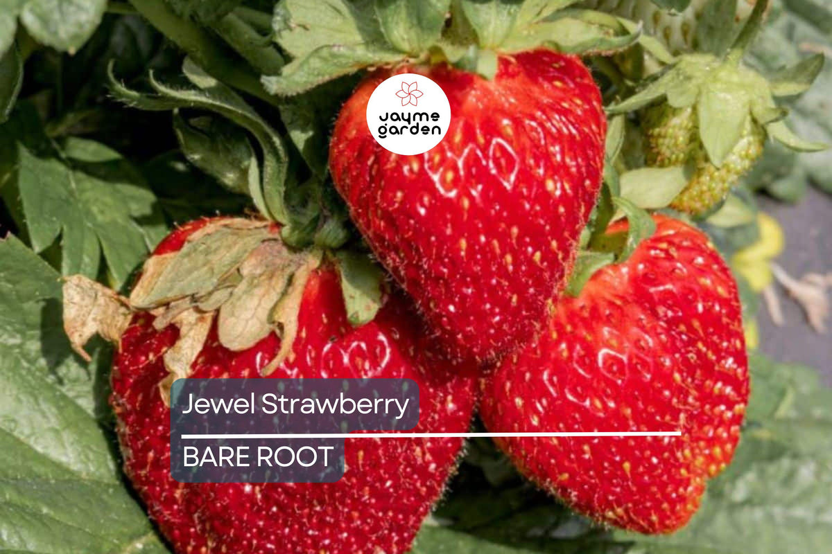 Bare Root Strawberry Plants - Jewel Variety - Sweet Strawberries (Fragaria × ananassa) - Ideal for Home Gardening & Containers