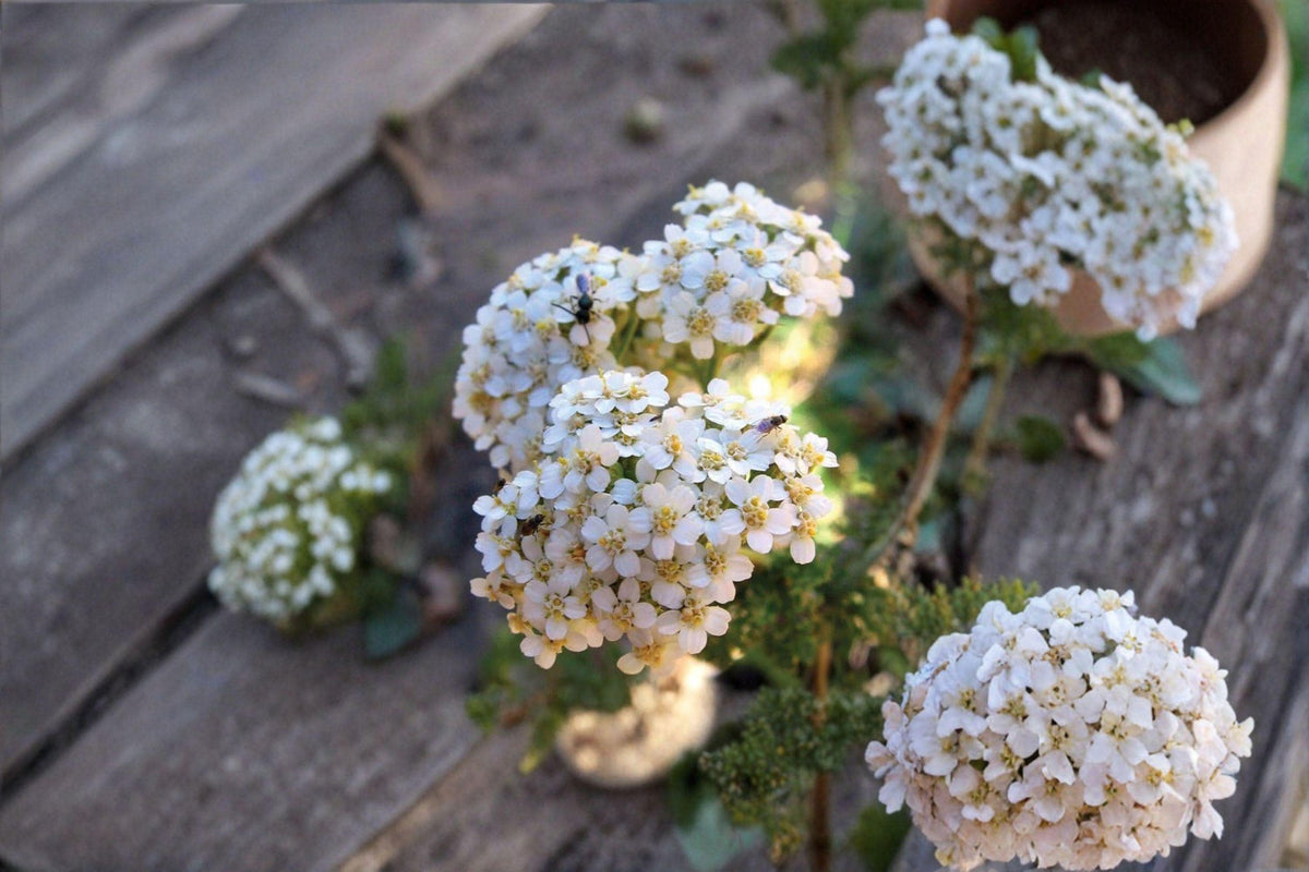 Western Yarrow Seeds - 500 Count - Drought-Tolerant Native Perennial Wildflower - Achillea millefolium occidentalis