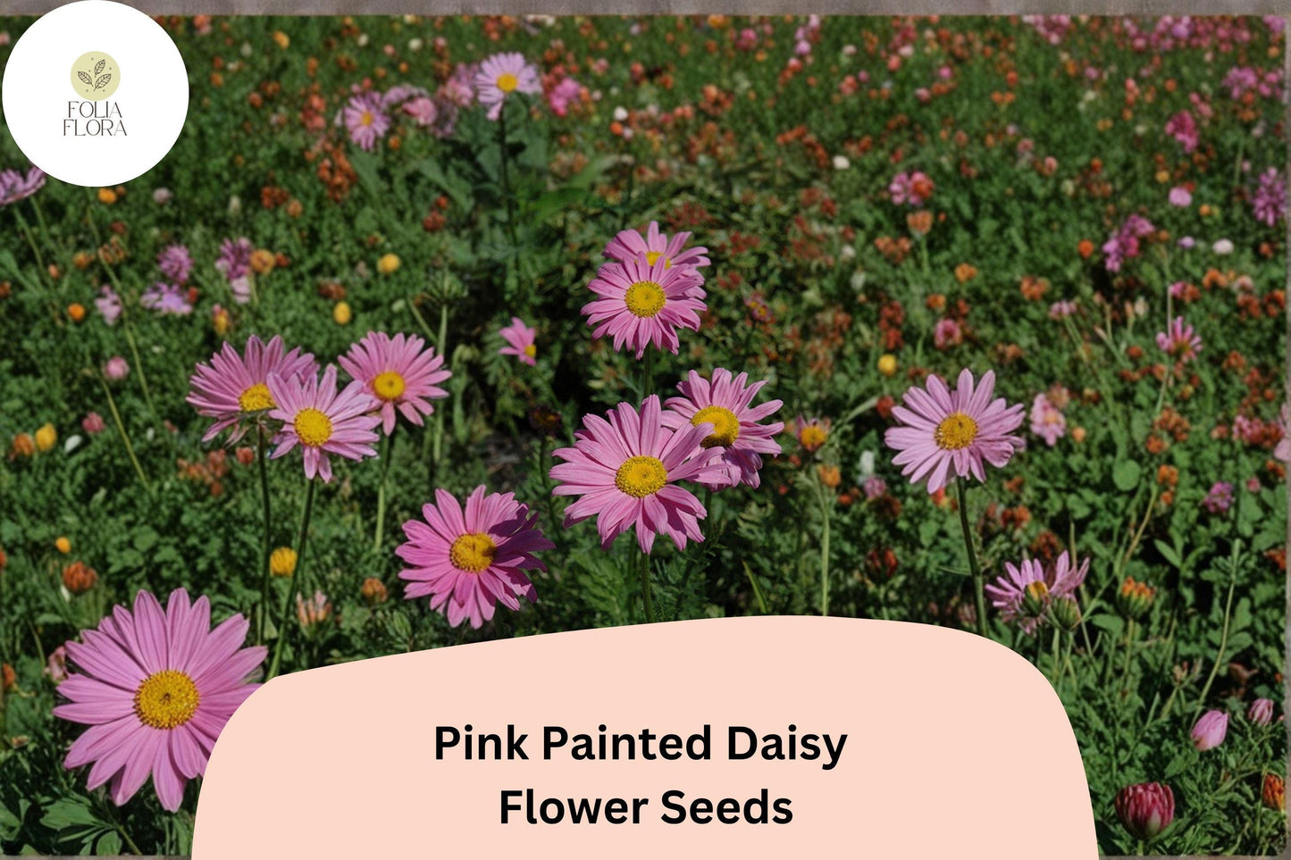 200+ Pink Painted Daisy Seeds | Tanacetum coccineum | Hardy Perennial Pink Flowers for Gardens