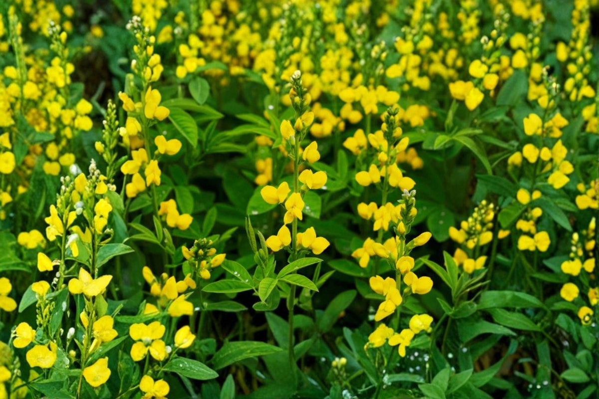 Yellow Wild Indigo Seeds - 15 Baptisia tinctoria - Native Perennial Wildflower for Pollinators - Drought-Tolerant Garden Plant