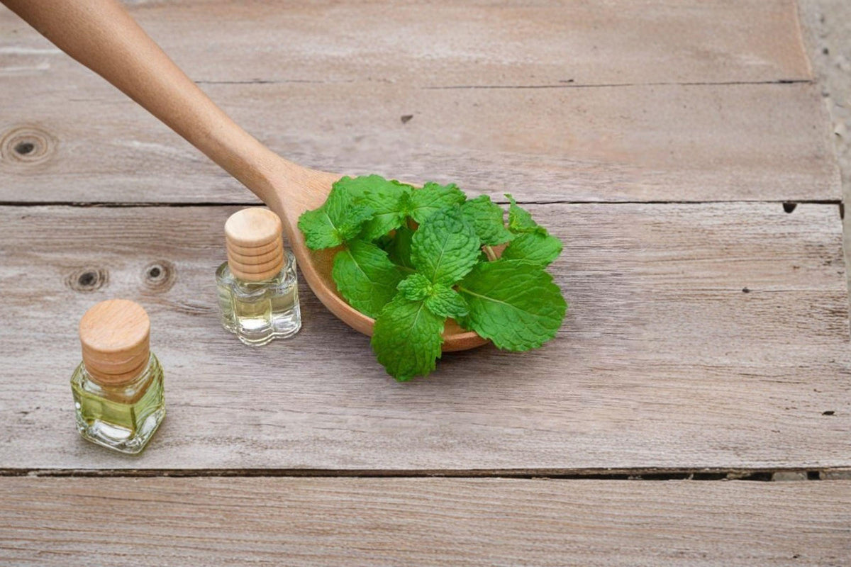 Spearmint Seeds - 100 Count - Culinary Mint - Mentha spicata - Easy-to-Grow Perennial Herb for Teas, Mojitos, and More