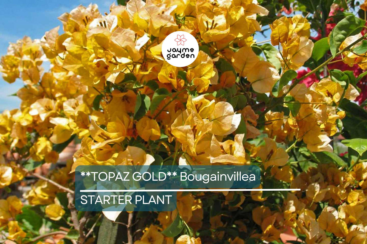 Topaz Gold Bougainvillea Starter Plant | Rare Well-Rooted Plug | Bright Yellow Blooms | Bougainvillea | USDA Zones 9+