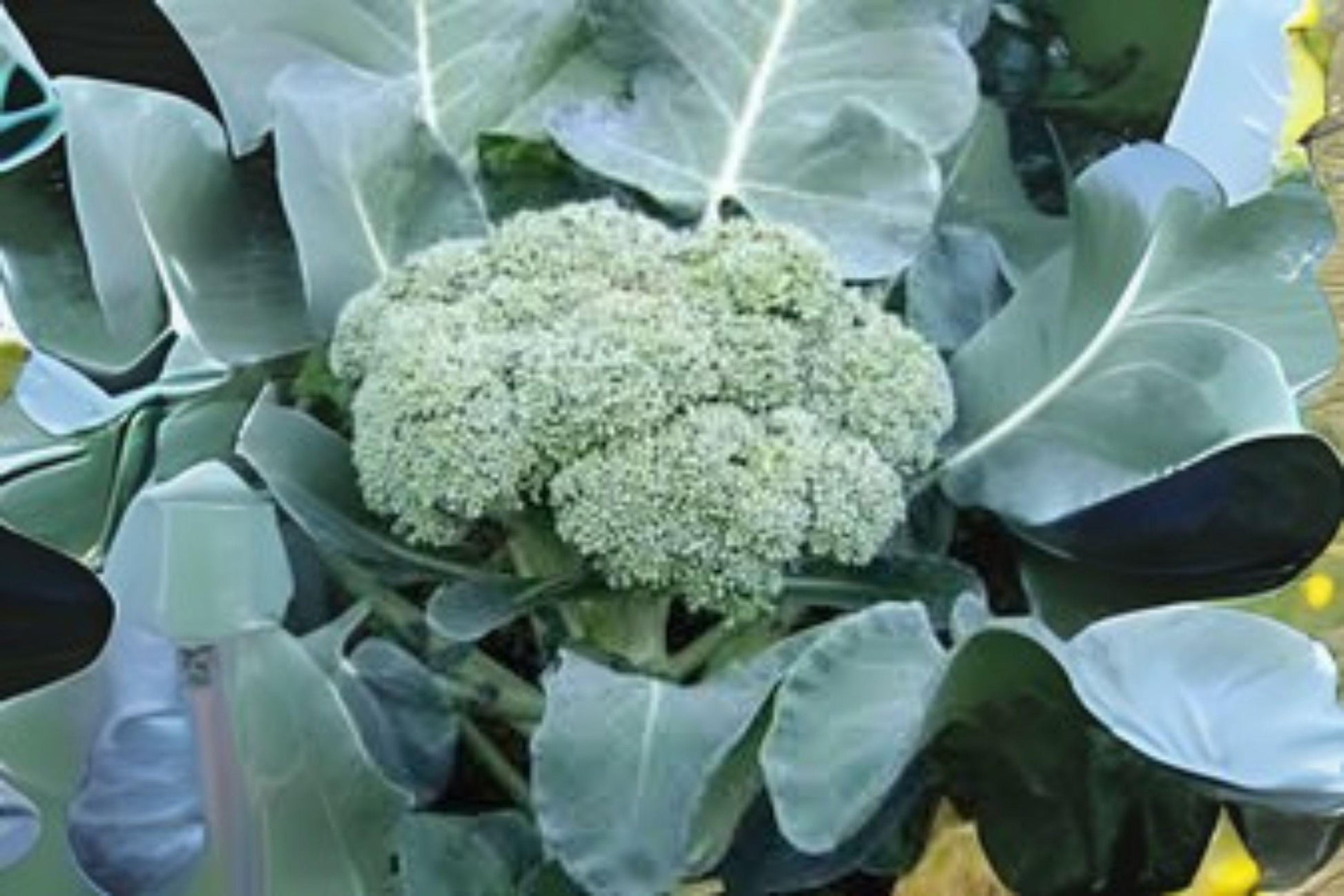 Calabrese Broccoli Seeds 300 Pack Heirloom Green Sprouting Brassica oleracea var. italica for Home Gardens