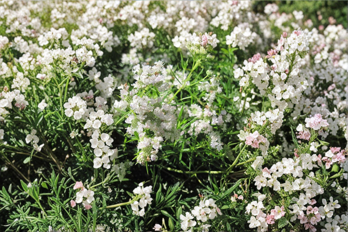 Mountain Mint Seeds 300 Count | Aromatic Native Perennial Herb | Pycnanthemum spp. | Pollinator Favorite