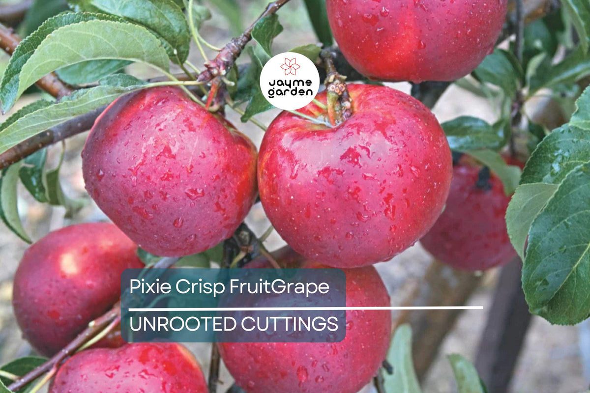 Pixie Crisp Apple Tree Scion Cuttings 6-10" for Grafting - Malus domestica 'Pixie Crisp' - Fresh High-Yield Wood for Rooting