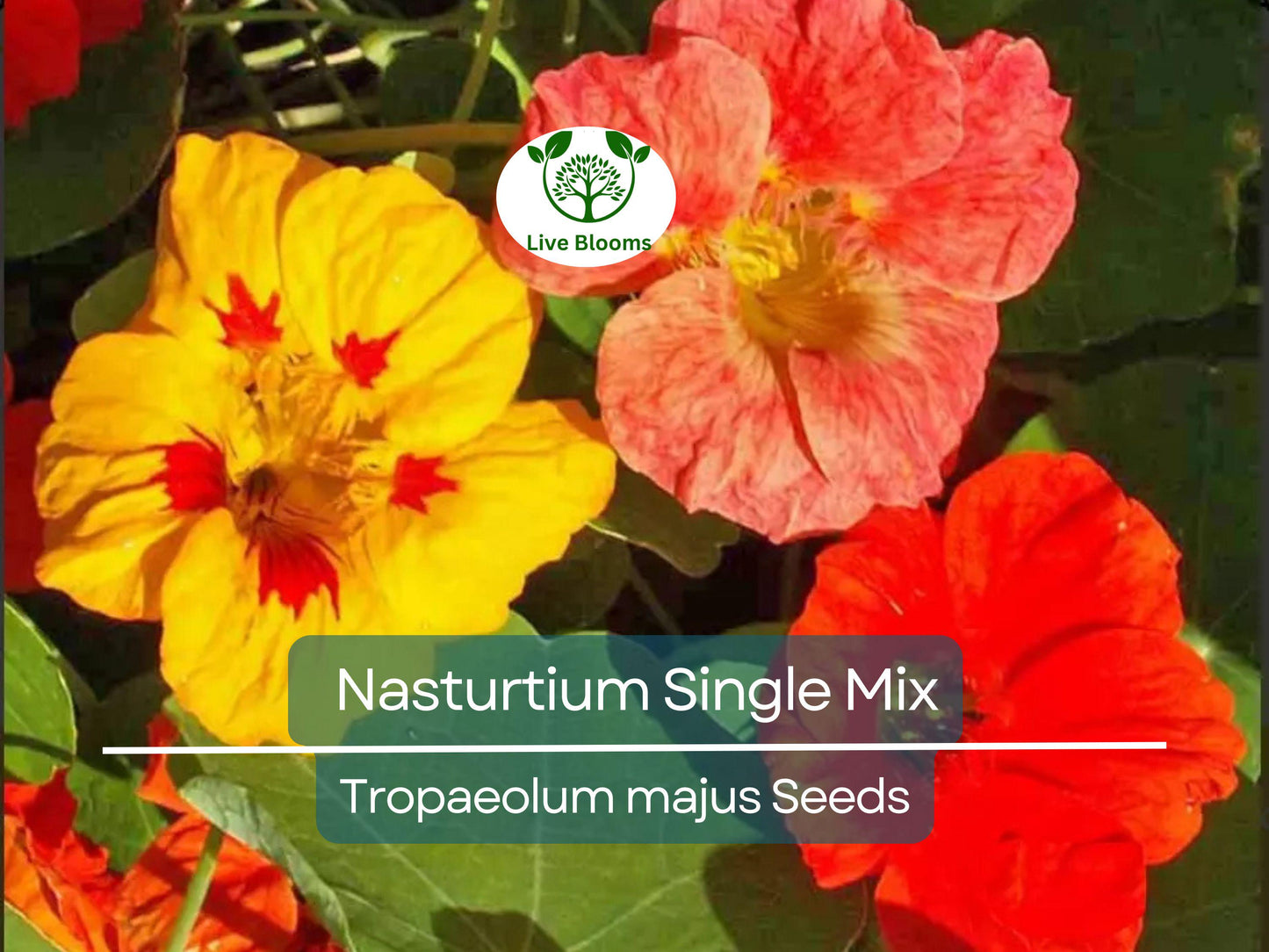 25 Seeds Nasturtium Single Mix Climbing Vine with Fragrant Red Flowers, Attracts Hummingbirds, Non-GMO