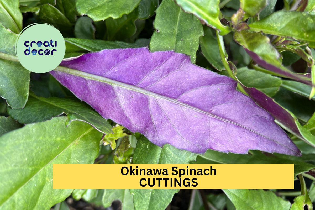 12 Okinawa Spinach Cuttings – Gynura bicolor 5-6" Unrooted Stems for Easy Growing in Garden or Pots USA