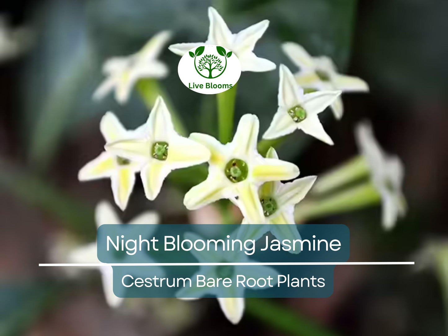Night Blooming Jasmine (Cestrum Nocturnum) Live 4" Bare Root Plant – Fragrant Night Flowering Shrub